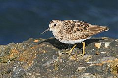 Least Sandpiper